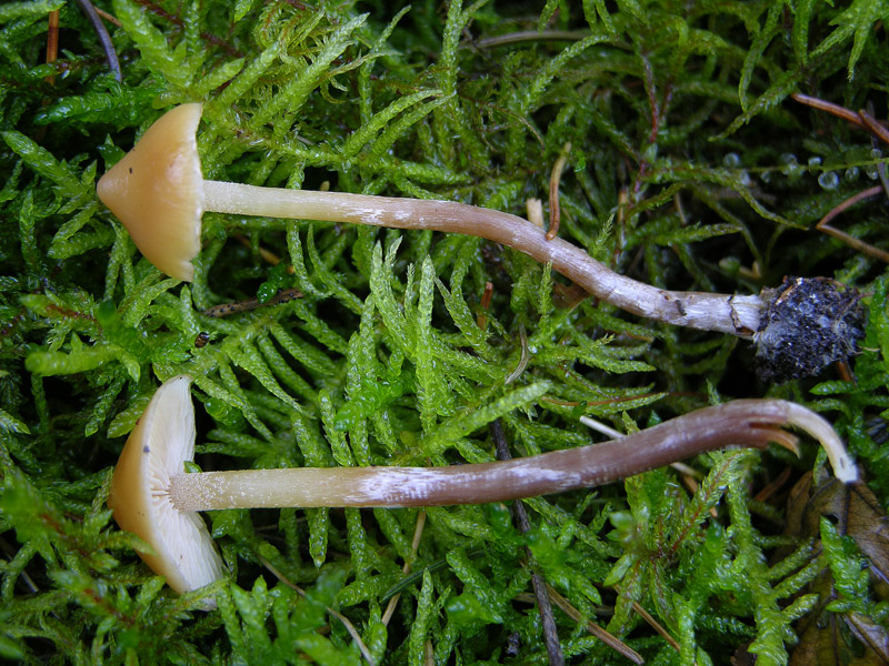 Galerina da determinare n45(2007)